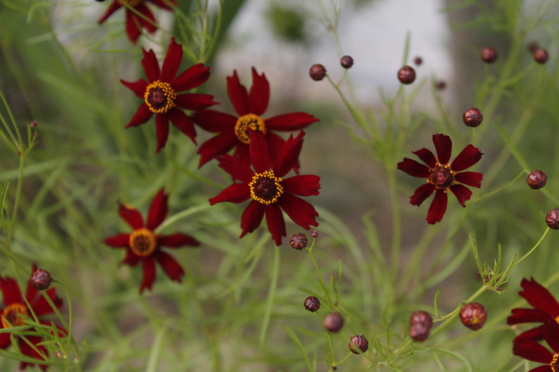 growth, hwasaham, flowers, no people, red flowers, plant, close-up, 5K, autumn, focus on foreground, red, beauty in nature, flower, flower head, summer