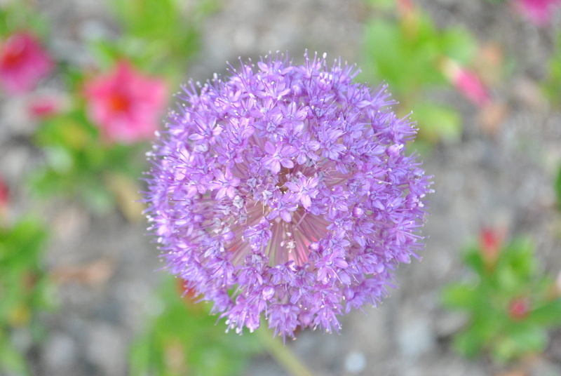 hwasaham, vulnerability, nature, flower head, inflorescence, petal, freshness, fragility, beauty in nature, flowering plant, outdoors, focus on foreground