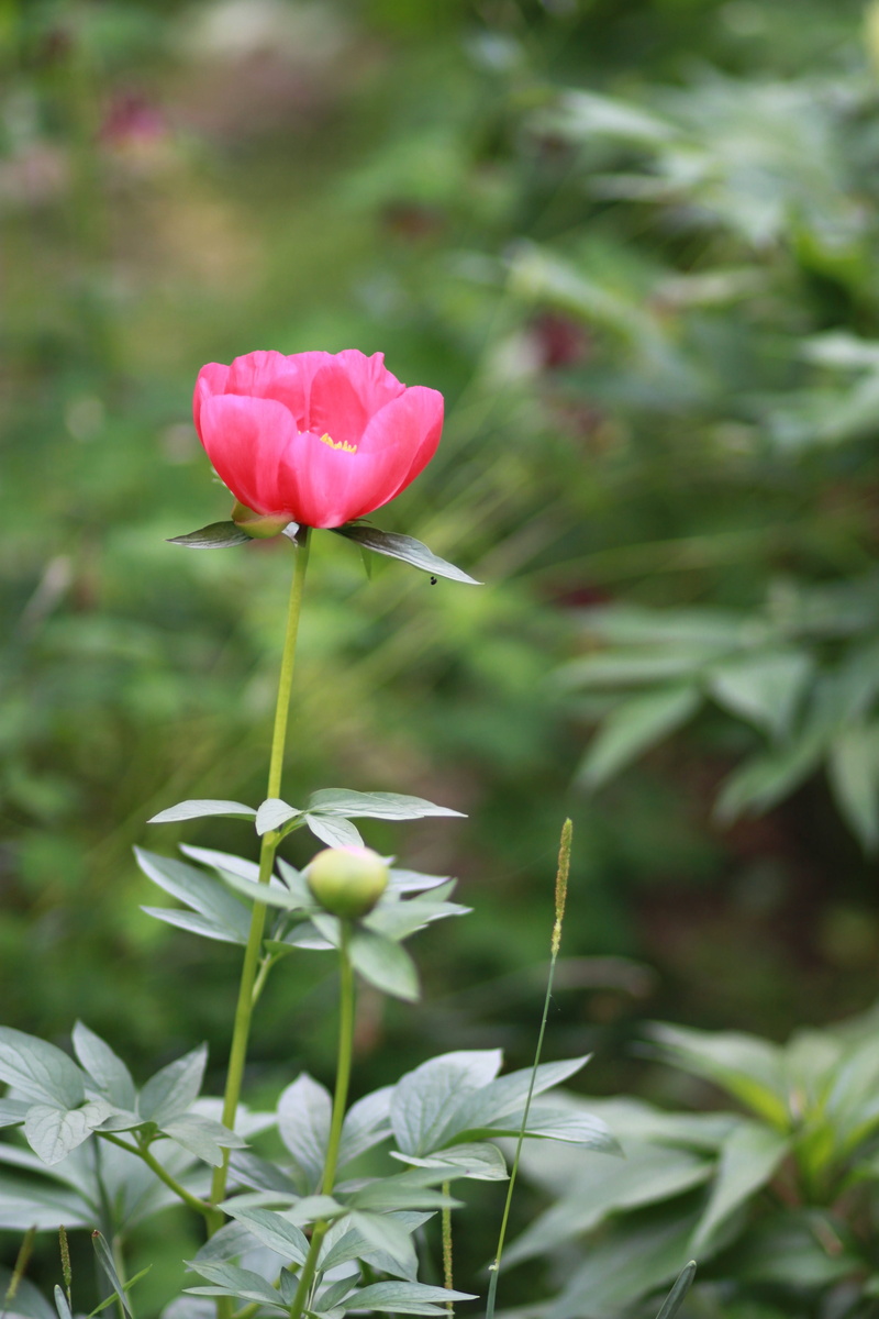 inflorescence, beautiful, leaf, outdoor, garden, green color, skin, no people, affix, cluster, vivid, fragility, plants, pink, park, tree peony, focus on foreground