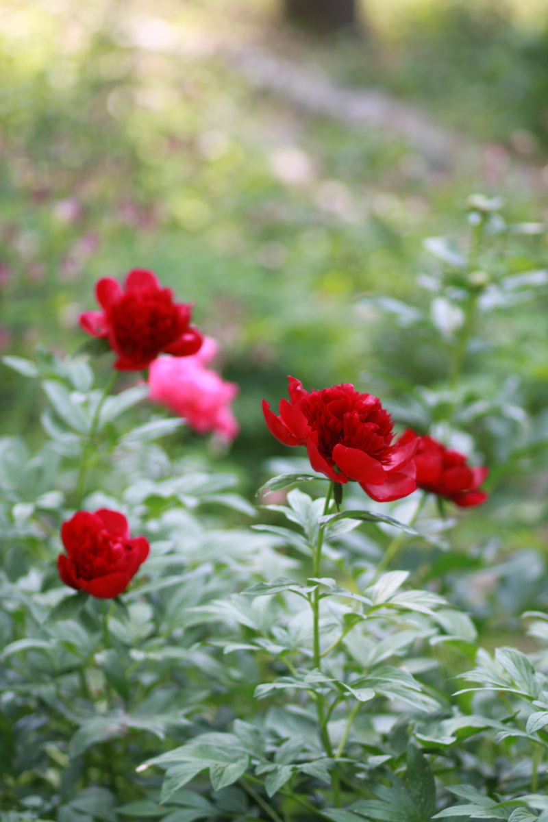 vivid, outdoor, japanese tree peony, may, close-up, peony flowers, beauty in nature, blossom, park, season, vulnerability, freshness, no people, beauty