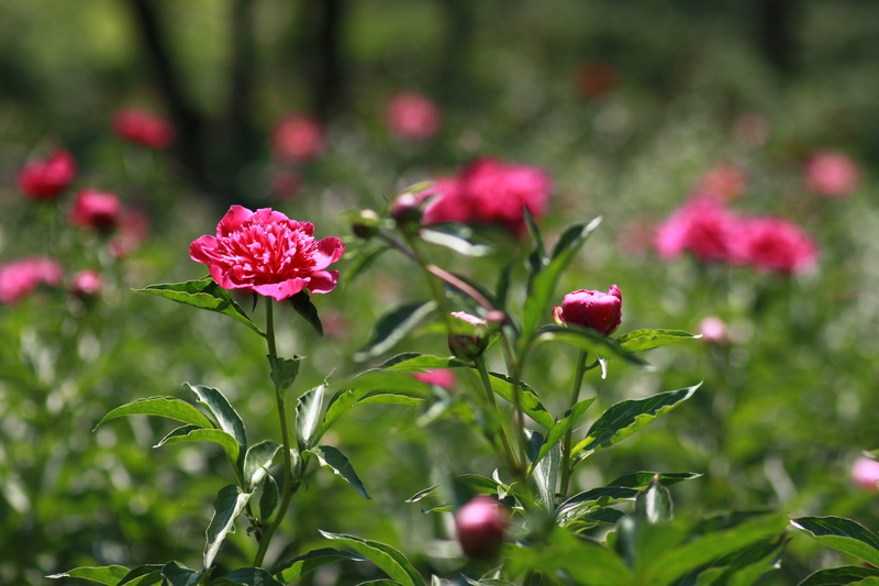 fragility, focus on foreground, leaf, flower, peony, crush, beauty in nature, red, day, 4K, inflorescence, vivid, spring flowers, nature, flowers, pink flower