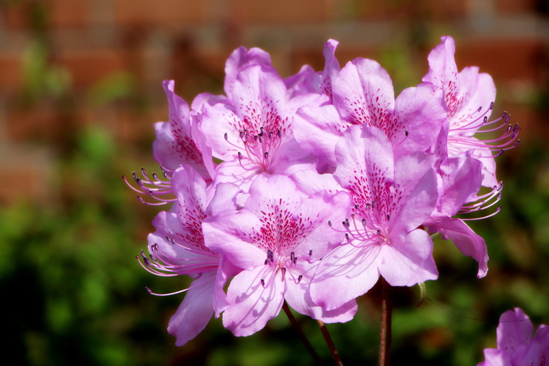 focus on foreground, flower Head, flower tree, pink flower, azalea flowers, pink, pollen, beauty In Nature, april, hwasaham, close-up, azalea, red flowers