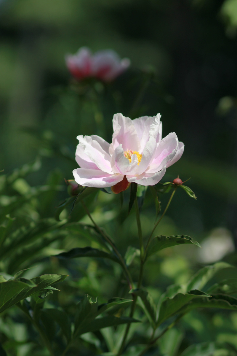 flower garden, wildflower, leaf, white, spring flowers, beauty, spring, plant, cluster, crush, 4K, chinese peony, nature, blossom, freshness, garden, outdoor