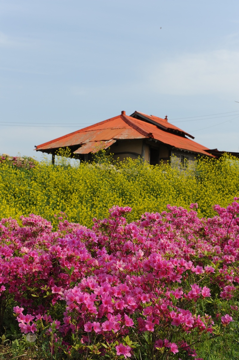 flower, beyond the years, 1080P, flowering plant, building exterior, changxing, architecture, beauty in nature, plant, growth, seasonal, hwasaham, outdoors