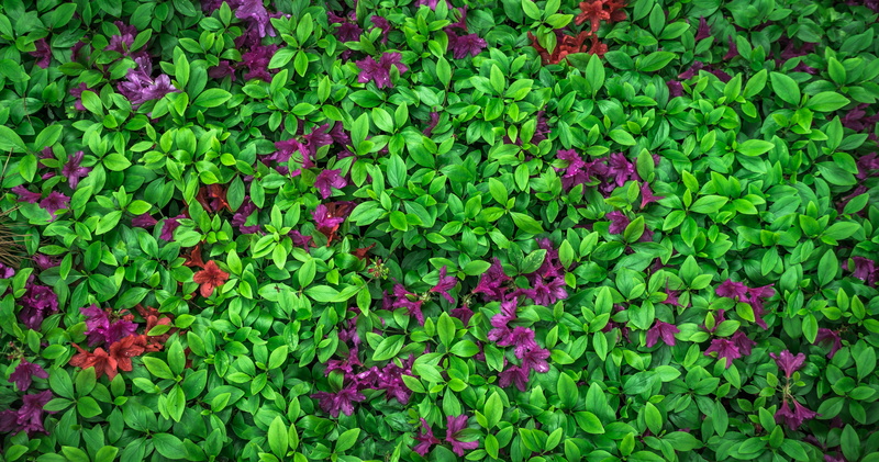 bright, flower gardens, 4K, land, plant part, beauty in nature, azalea flowers, flowers, april, freshness, growth, beauty, beautiful, green, spring flowers