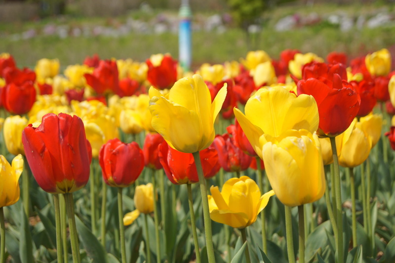 field, flowers, hwasaham, nature, happy, flower, yellow, bright, red, growth, garden, beauty in nature, april, flowering plant, vulnerability, springtime