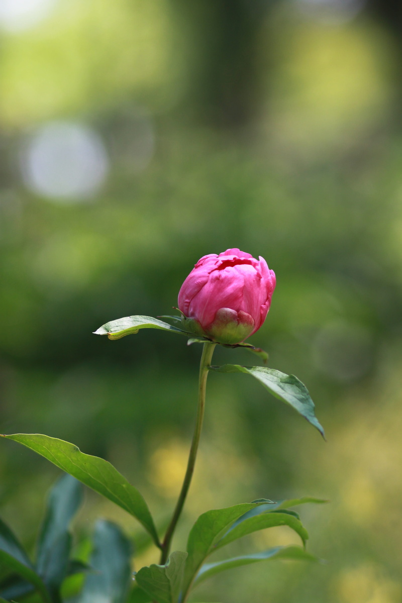 tree peony, cluster, beautiful, bud, flower, park, focus on foreground, flower gardens, vulnerability, spring flowers, peonies, blossom, wildflower, rose - flower