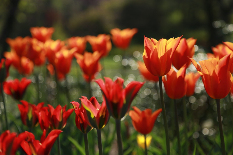 5K, fragility, orange color, close-up, april, orange flower, plants, plant, flowering plant, blossom, sunlight, park, landscape, wildflower, spring, petal