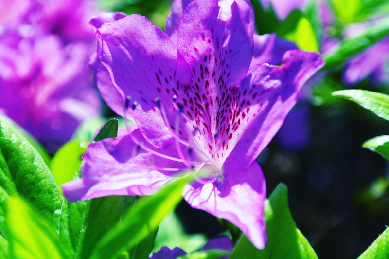 spring flowers, selective focus, fragility, beautiful, freshness, purple, growth, royal azaleas, mountain, hwasaham, vulnerability, mandaesan, garden, outdoors