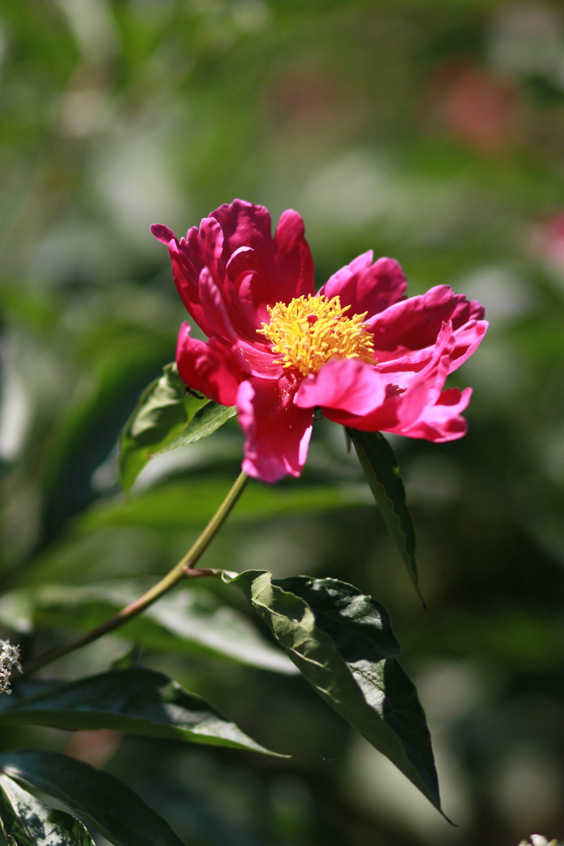 peonies, pink, petal, 4K, chinese peony, may, wildflower, flower, beauty, beauty in nature, the, pollen, nature, japanese tree peony, cluster, skin, outdoors