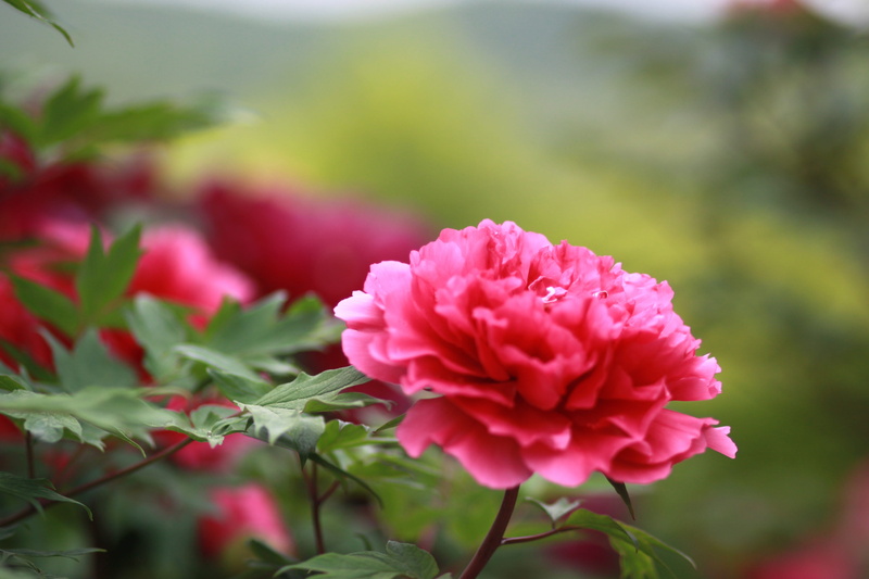 bud, cluster, 4K, park, beauty in nature, flower head, flower garden, beauty, outdoors, plants, spring, inflorescence, growth, day, chinese peony, spring flowers