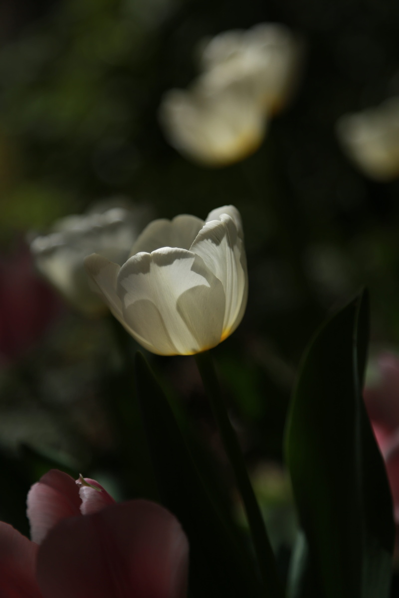 vivid, plant, new york central park, fresh medium, close-up, flower horn, blossom, flowering plant, bright, landscape, fragility, s, spring flowers, tulip
