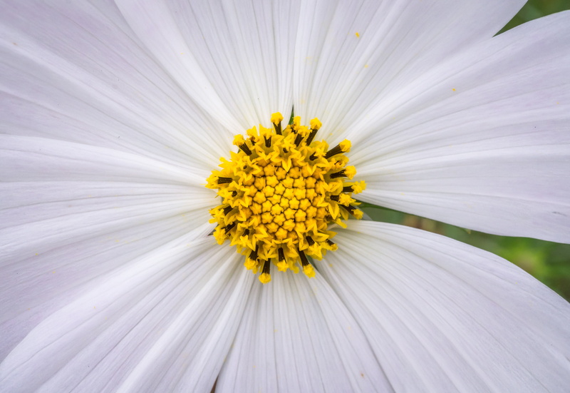 vulnerability, flowers, beauty, freshness, plant, beauty in nature, bright, flower gardens, hwasaham, flowering plant, stamen, 4K, pollen, inflorescence