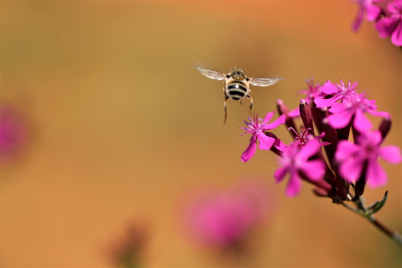 spring flowers, pollination, pink, blossom, flowering plant, one animal, freshness, invertebrate, nature, plants, summer, petal, bee, hwasaham, purple