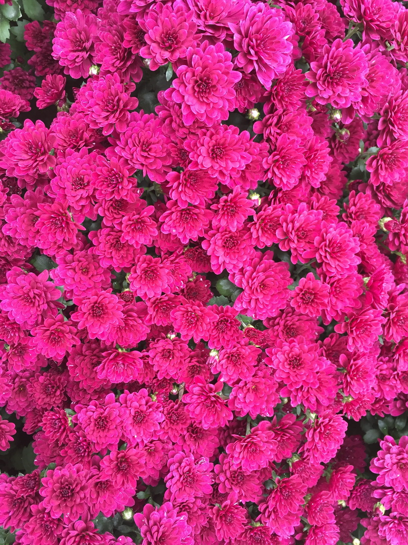 backgrounds, growth, vulnerability, beautiful, abundance, flower head, flower, nature, red flowers, inflorescence, pink color, beauty in nature, hwasaham