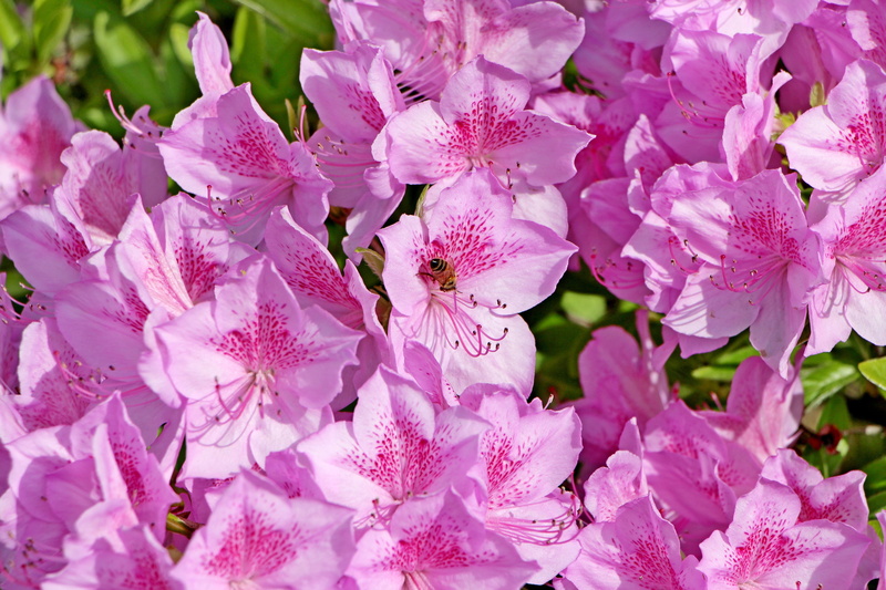 pink, purple, hwasaham, bunch of flowers, petal, spring flowers, no people, 5K, pollen, red flowers, close-up, gardening, blossom, pink color, nature