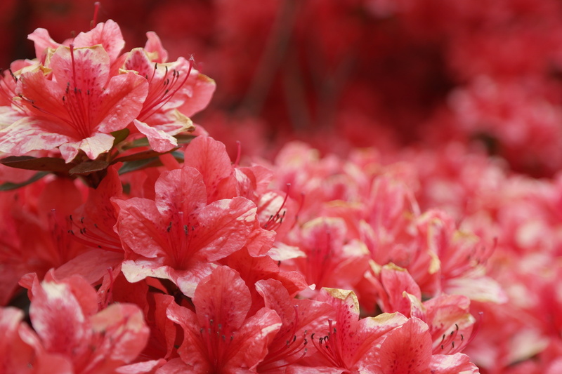 pink color, focus, vulnerability, bunch of flowers, rhododendron, springtime, petaled, freshness, fragility, inflorescence, outdoors, flowers, beauty in nature