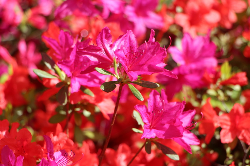 azalea, flowering plant, hwasaham, petal, spring flowers, fragility, vulnerability, 5K, pink, pink color, plants, outdoors, pink flower, leaf, flower head
