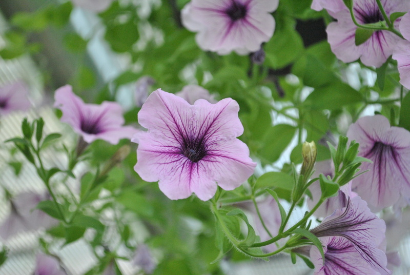 freshness, plant, hwasaham, vivid, vulnerability, flowers, purple, springtime, outdoors, growth, beauty in nature, focus on foreground, blossom, flower head