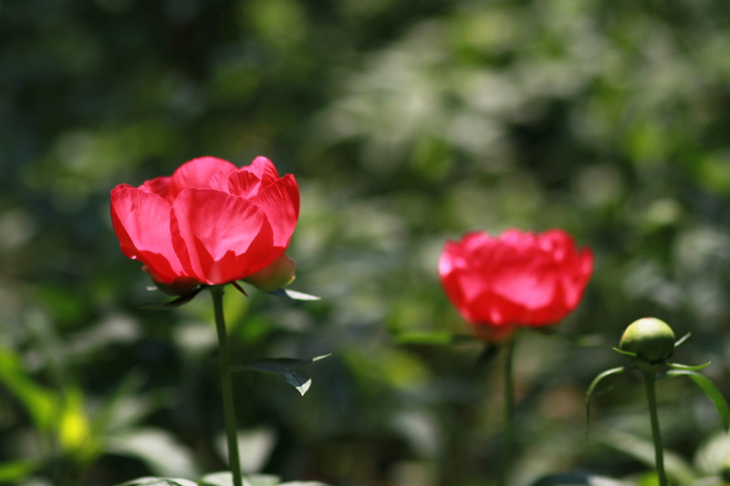 vivid, cluster, leaf, crush, beauty in nature, outdoors, season, plant stem, pink, red flowers, tree peony, the, skin, pink flower, day, 4K, flowering plant