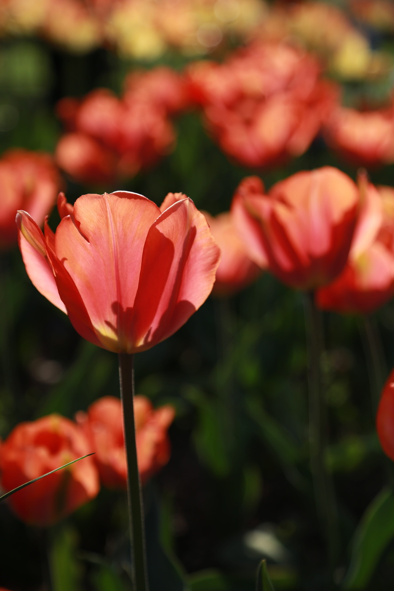 plants, new york central park, day, growth, new york, freshness, plant, orange, outdoors, tulip, flower horn, blossom, red, bright, beautiful, flower, summer