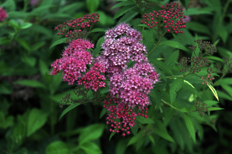 fragility, flowering plant, freshness, no people, blossom, hwasaham, outdoors, nature, plant part, see flowers, wildflower, growth, inflorescence, vulnerability