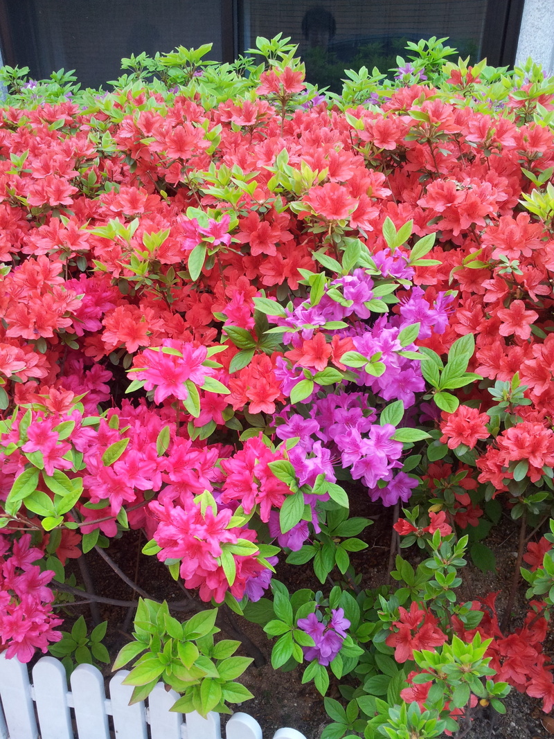 azalea trees, hwasaham, pink color, beauty, blossom, growth, bunch of flowers, leaf, close-up, plants, spring, freshness, flower horn, plant part, flowerbed