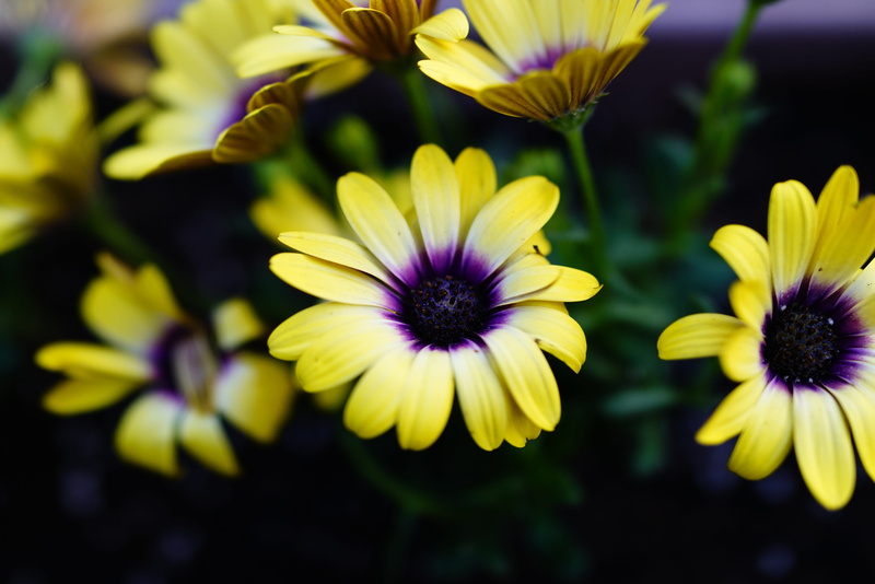 freshness, pollen, yellow, the see super maximum, Daisy, vulnerability, day, no people, flower, flower garden, focus on foreground, fragility, flower head