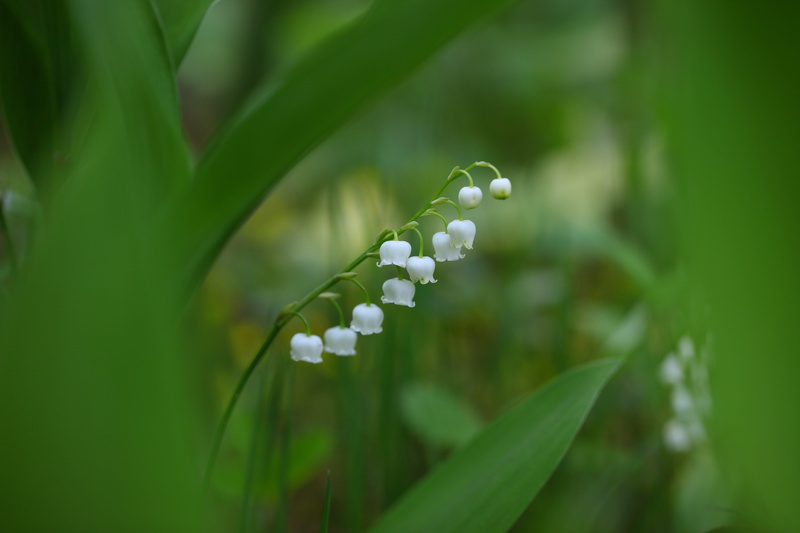 flowering plant, close-up, no people, leading, 5K, outdoors, plant, spring, hwasaham, silver bell, focus, freshness, blossom, plant part, flowers, plants