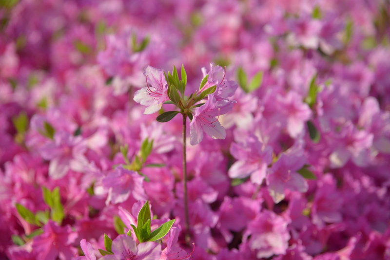 growth, lilac, beauty in nature, Spring, flowering plant, vulnerability, landscape, nature, bee, Pink, freshness, springtime, blossom, 5K, red flowers