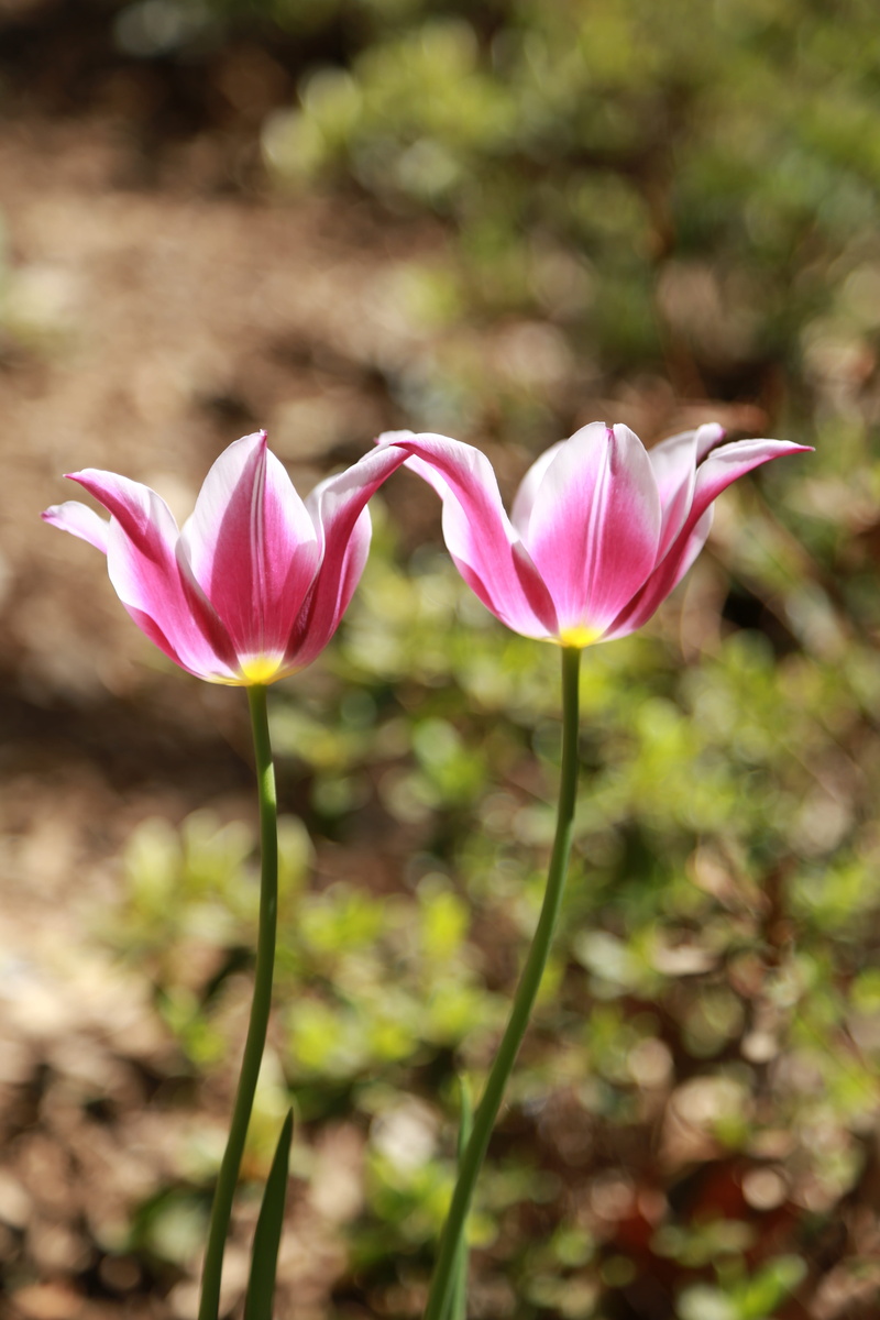 happy, summer, vulnerability, red petals, new york central park, flowers, affix, field, spring, inflorescence, fragility, april, plant, freshness, flower