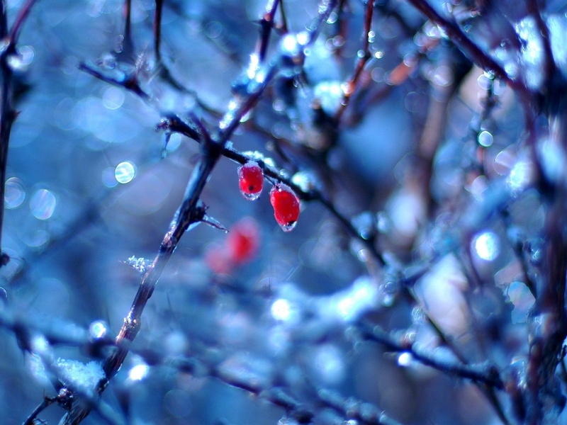 fruits, dogrose, 720P, bright, season, frozen, leaf, growth, cold - Temperature, food and drink, snow, christmas, day, berry Fruit, fruit, celebration