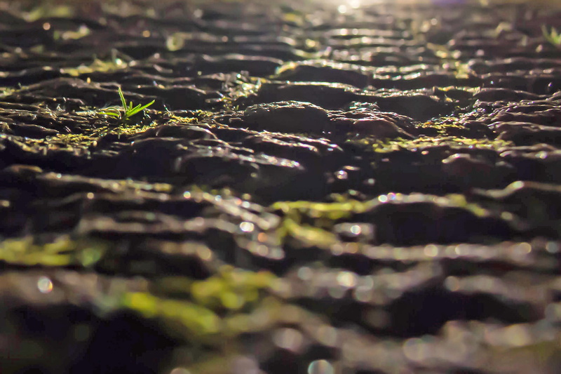 steinchen, tar, beauty in nature, plant part, fragility, Asphalt, leaf, road damage, green color, Stones, color, leaves, digit, one, full frame, roadway