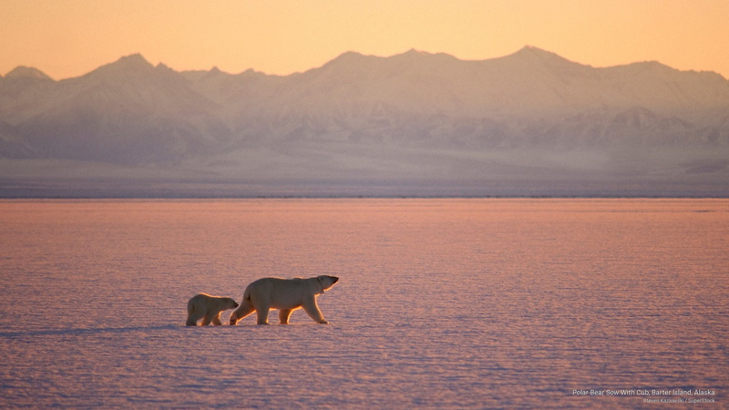 barter, island, sow, Animals, 2K, polar, alaska, bear, cub