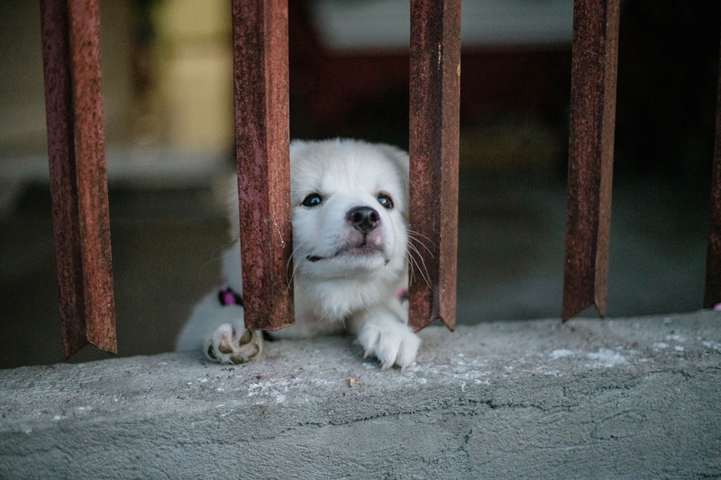looking, close-up, sadness, cage, one animal, young animal, adorable, puppy, dog, vertebrate, mammal, focus on foreground, 2K, fur, domestic animals, pets