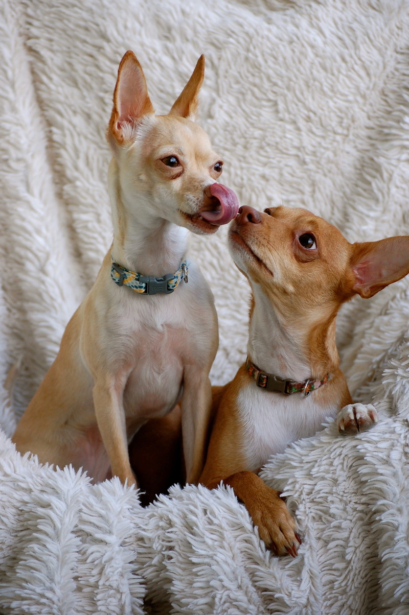 lick, two, small, adorable, pets, mammal, domestic, dog, pair, love, curious, tan, furniture, animal, pet, friends, domestic animals, chihuahua - dog, vertebrate