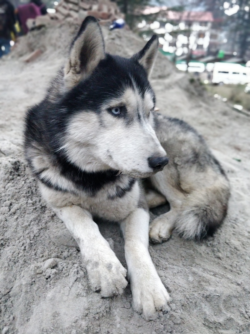 focus on foreground, husky, india, doggo, tosh, pets, snow, manikaran rd, animal, dog, portrait, himachal, day, sled dog, shot on one plus, mountain, travel