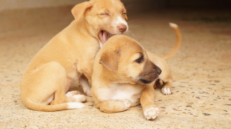 animal family, india, dog, retriever, kumulur, street, 2015, 5K, animal themes, nature, mammal, looking, two animals, brown, domestic animals, puppy, purebred dog