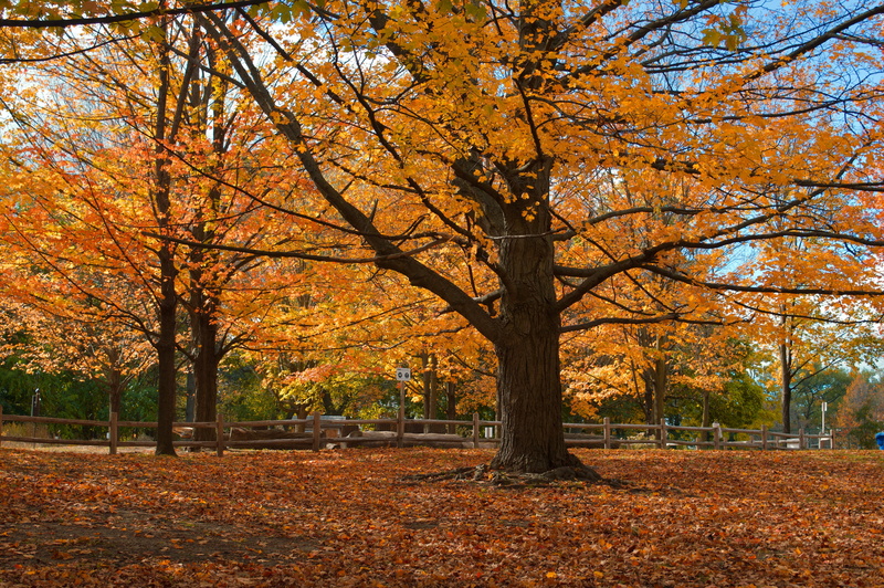 park - man made space, change, canada, colorful, plant part, leaves, colourful, park, scenics - nature, orange color, no people, natural condition, shine