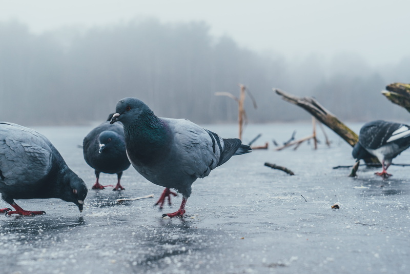 focus on foreground, frozen, pigeon, no people, beak, animal themes, dove, selective focus, low, fashion, winter, geranium, animal wildlife, animals in the wild