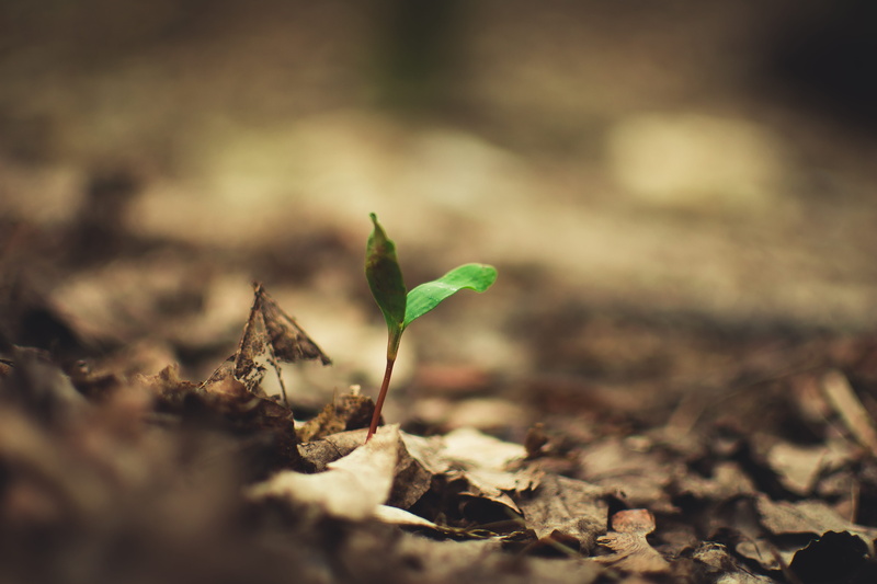 sapling, focus, maple leaf, outdoors, leaf, vegetable, bean sprout, no people, beginnings, ground, path, photography, close-up, blossom, leafed, growth