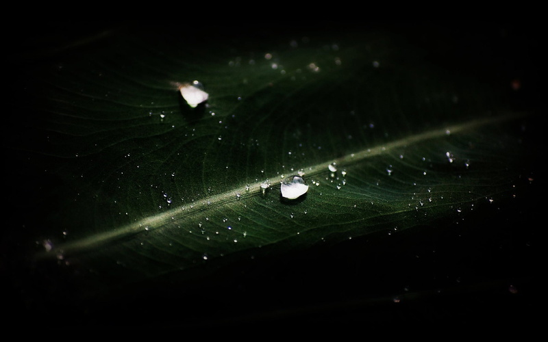 leaf, water, nature, 1080P, drops, hd, veins