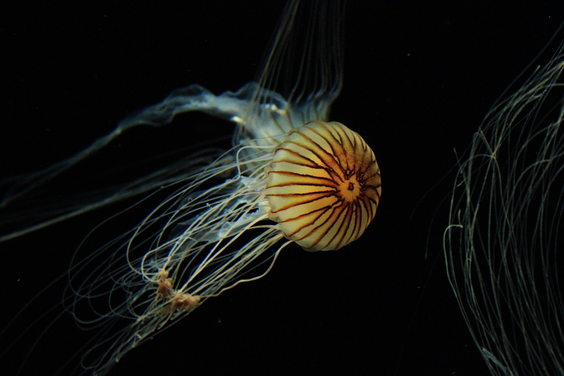 marine, cnidaria, floating on water, swim, undersea, animal wildlife, swimming, tentacles, photography, underwater, luminosity, one animal, no people, yellow