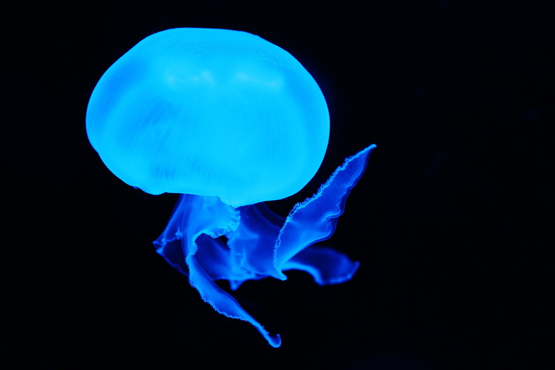 deep, underwater, black background, jellyfish, 4K, glowing, no people, animals in the wild, swimming, invertebrate, night, peaceful, animal wildlife, sea life