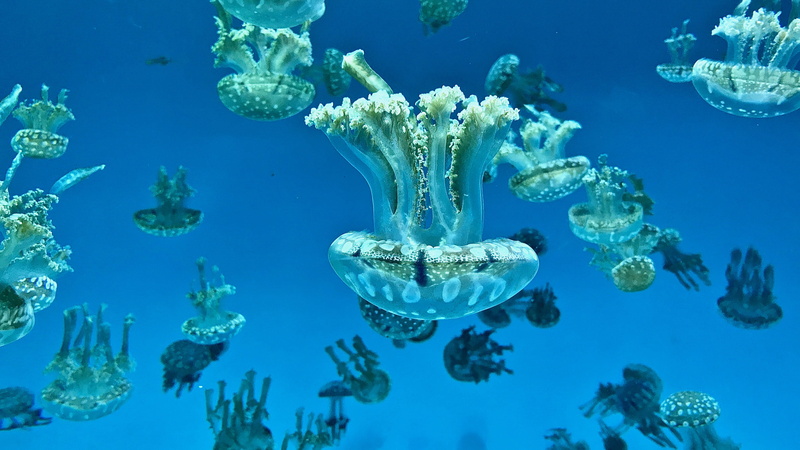 nature, lagoon, floating on water, creature, animal wildlife, blue, invertebrate, ocean, undersea, outdoors, photography, water, animal, aquarium, no people
