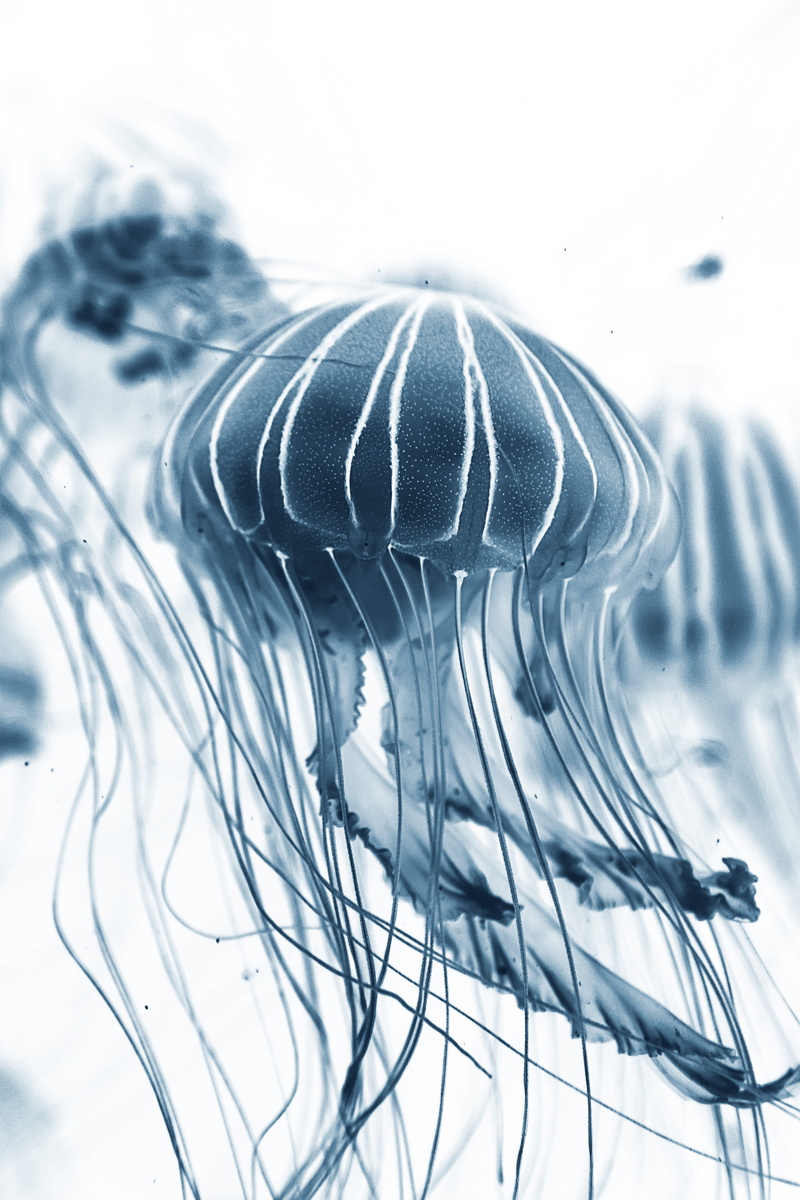 jellfish, 5K, close-up, indoors, transparent, sea, spain, wire whisk, creature, jellyfish, shot, white background, medusa, motion, animal, jelly, digital composite