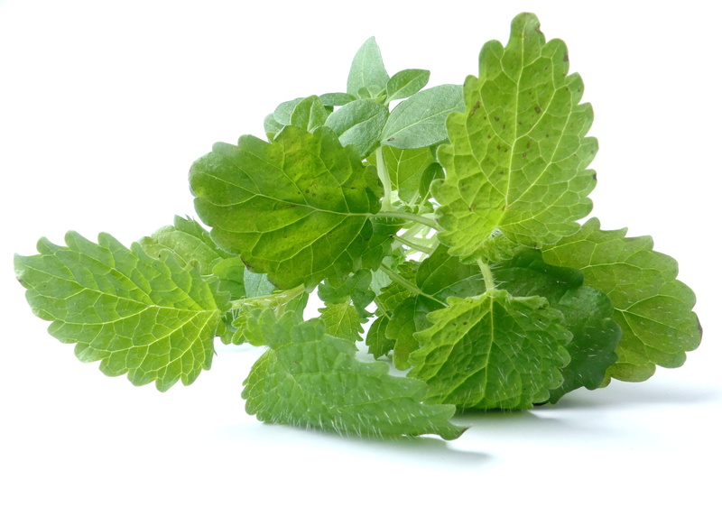 food and drink, leaves, close-up, leaf veins, white background, healthy eating, mint leaf - culinary, studio shot, lemon balm, translucent, dieting, freshness