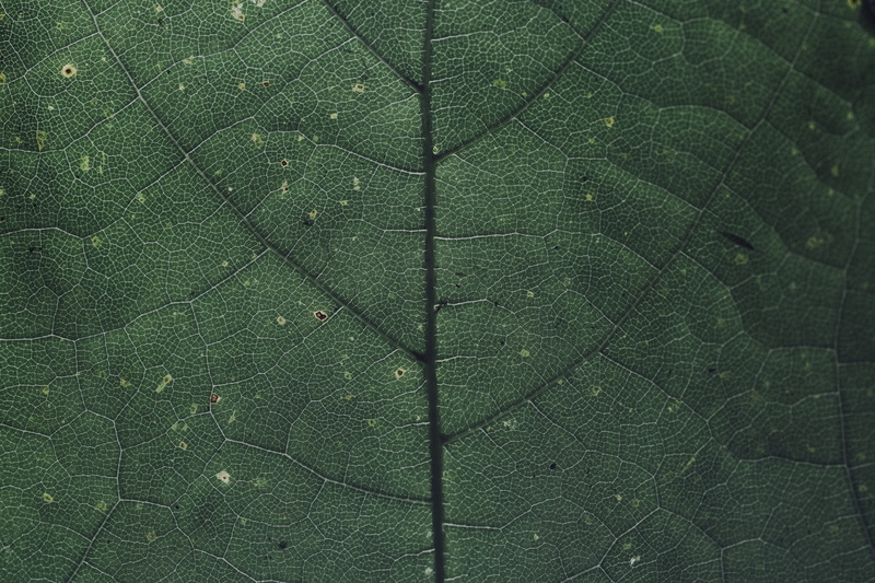 line, season, pattern, structure, growth, translucent, textured, summer, purple, springtime, beauty In Nature, environment, red, nature, photography, close-up