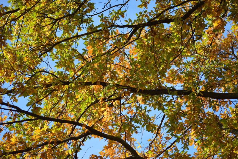 november, leaf, 2K, october, russia, Fall, vibrant, clear sky, plant part, russian federation, yellow, sky, blue, Leaves, low angle view, day, growth