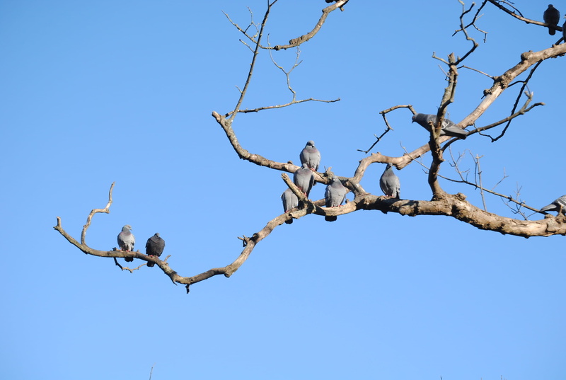 blue, vertebrate, group of animals, Plants, day, cristina enea, plant, dead plant, Cristina, low angle view, animal themes, Enea, bird, bare tree, Landscape